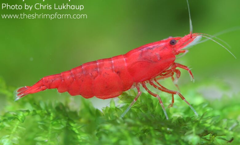 10 Ikan Air Tawar yang Paling Aman Dipadukan dengan Udang di Akuarium