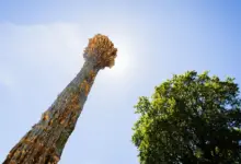 Monumen Baru di Tiergarten Membuka Kembali Luka Penindasan Saksi-Saksi Yehuwa