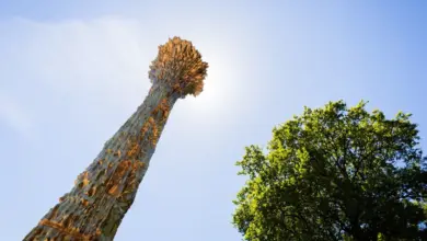 Monumen Baru di Tiergarten Membuka Kembali Luka Penindasan Saksi-Saksi Yehuwa