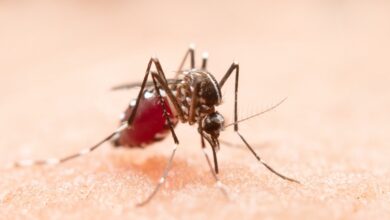 El Nino Membuat Risiko DBD Meningkat, Rumah Tangga Tak Lagi Bisa Lengah
