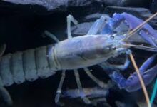 Biru Ternyata Warna Paling Sulit di Alam, Ini Alasan Hewan Biru Sangat Langka