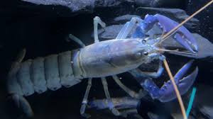 Biru Ternyata Warna Paling Sulit di Alam, Ini Alasan Hewan Biru Sangat Langka