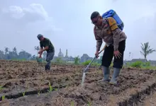 Polisi Turun Langsung ke Lahan Jagung Cemorokandang, Ketahanan Pangan Dibangun dari Akar Rumput