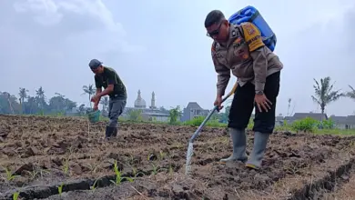 Polisi Turun Langsung ke Lahan Jagung Cemorokandang, Ketahanan Pangan Dibangun dari Akar Rumput
