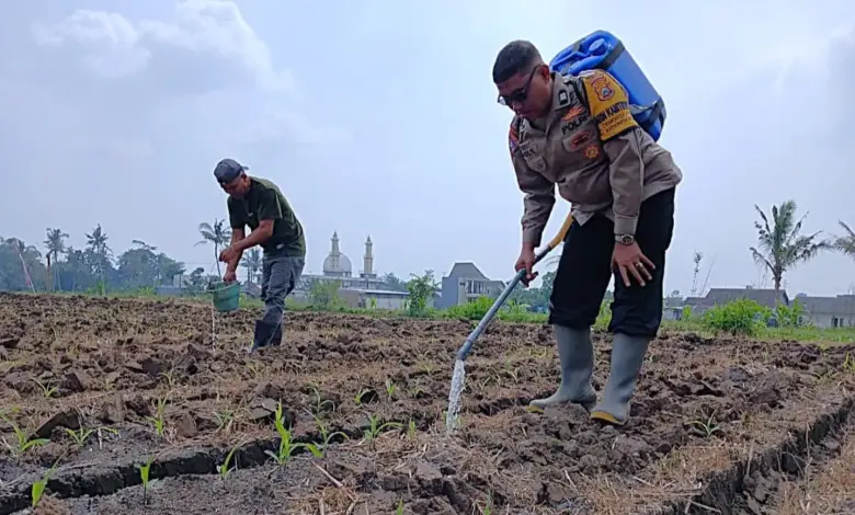 Polisi Turun Langsung ke Lahan Jagung Cemorokandang, Ketahanan Pangan Dibangun dari Akar Rumput