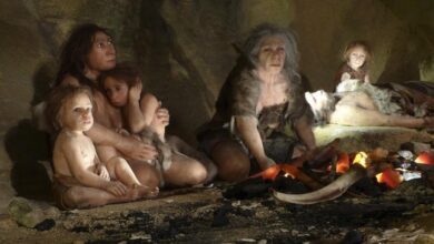 Bayi Neanderthal Ini Ternyata Mirip Manusia Modern, Jejaknya Terlihat di Rahim