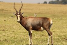 Bontebok Hampir Musnah, Kini Tersisa Ribuan Ekor Setelah Selamat dari Titik Kritis
