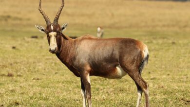 Bontebok Hampir Musnah, Kini Tersisa Ribuan Ekor Setelah Selamat dari Titik Kritis