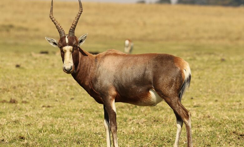 Bontebok Hampir Musnah, Kini Tersisa Ribuan Ekor Setelah Selamat dari Titik Kritis