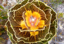 Royal Hakea, Semak Australia Barat dengan Daun Berubah Warna dan Tahan Api
