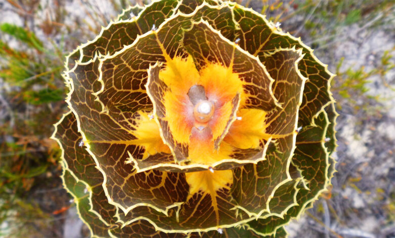 Royal Hakea, Semak Australia Barat dengan Daun Berubah Warna dan Tahan Api