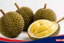Durian Ternyata Berasal dari Kalimantan, Inilah Alasan Buah Ini Begitu Bernilai