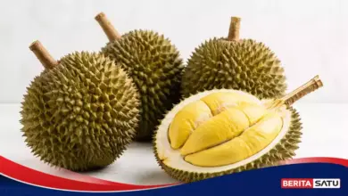 Durian Ternyata Berasal dari Kalimantan, Inilah Alasan Buah Ini Begitu Bernilai