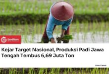 Kemarau Mengintai, Jawa Tengah Tetap Kejar 6,69 Juta Ton Produksi Padi