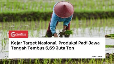 Kemarau Mengintai, Jawa Tengah Tetap Kejar 6,69 Juta Ton Produksi Padi