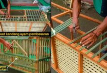 7 Desain Kandang Ayam Pintu Geser yang Efisien, Cocok Saat Lahan Terbatas