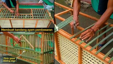 7 Desain Kandang Ayam Pintu Geser yang Efisien, Cocok Saat Lahan Terbatas