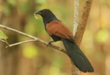 Pheasant Coucal Tak Menitipkan Telur, Kukuk Australia yang Lebih Sering Berjalan di Tanah