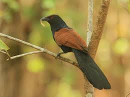 Pheasant Coucal Tak Menitipkan Telur, Kukuk Australia yang Lebih Sering Berjalan di Tanah