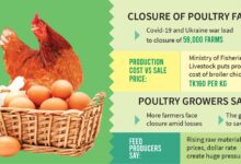 Harga Ayam Anjlok di Bawah HPP, Pemerintah Dorong Serapan Livebird