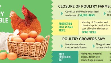 Harga Ayam Anjlok di Bawah HPP, Pemerintah Dorong Serapan Livebird