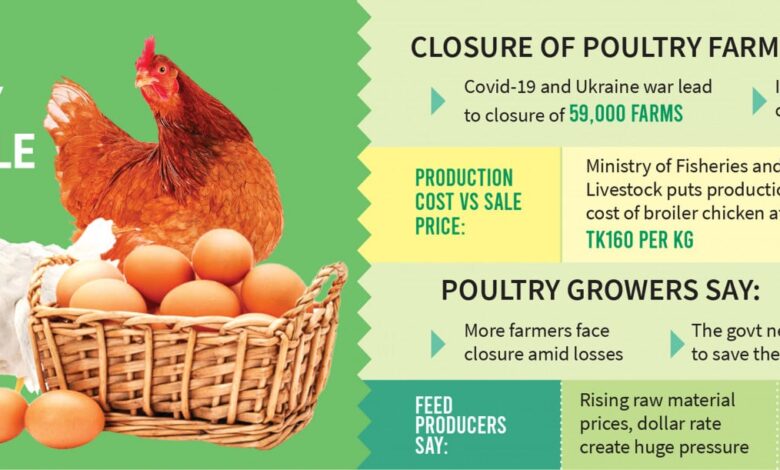 Harga Ayam Anjlok di Bawah HPP, Pemerintah Dorong Serapan Livebird