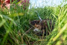 Kucing Bukan Dendam, Ini Tanda Mereka Sedang Melindungi Diri