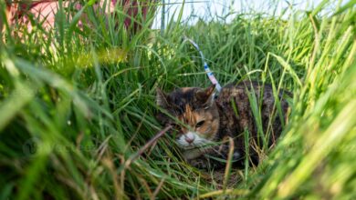 Kucing Bukan Dendam, Ini Tanda Mereka Sedang Melindungi Diri