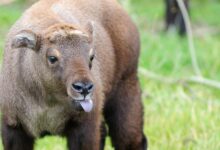 Mishmi Takin Makin Sulit Dijumpai, Raksasa Himalaya yang Tersisih oleh Iklim Hangat