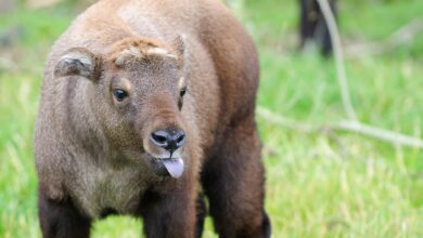Mishmi Takin Makin Sulit Dijumpai, Raksasa Himalaya yang Tersisih oleh Iklim Hangat