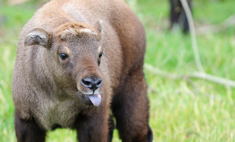 Mishmi Takin Makin Sulit Dijumpai, Raksasa Himalaya yang Tersisih oleh Iklim Hangat