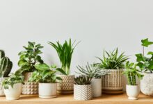 10 Tanaman Hias Daun yang Tetap Tangguh Saat Rumah Ditinggal Liburan