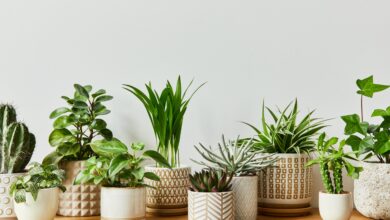 10 Tanaman Hias Daun yang Tetap Tangguh Saat Rumah Ditinggal Liburan