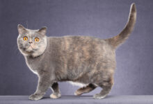 13 Warna British Shorthair yang Paling Langka, Emas Jadi Incaran Termahal