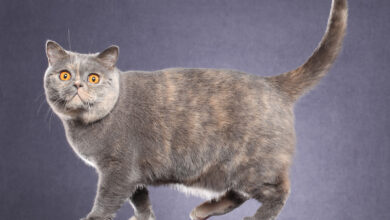 13 Warna British Shorthair yang Paling Langka, Emas Jadi Incaran Termahal