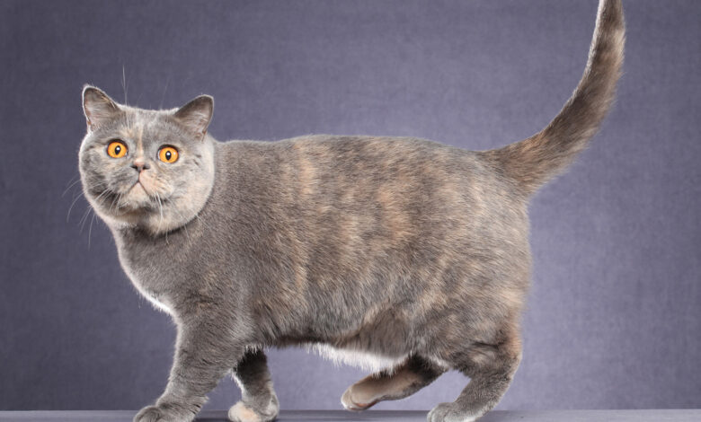 13 Warna British Shorthair yang Paling Langka, Emas Jadi Incaran Termahal